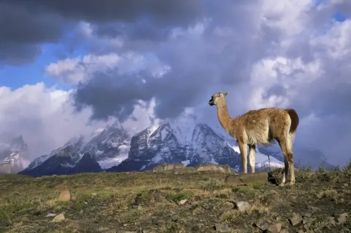 Framed Print : Guanaco (llama) and Cuernos del Paine, Torres del Paine National Park, Patagonia Framed Print : Guanaco (llama) and Cuernos del Paine, Torres del Paine National Park, Patagonia