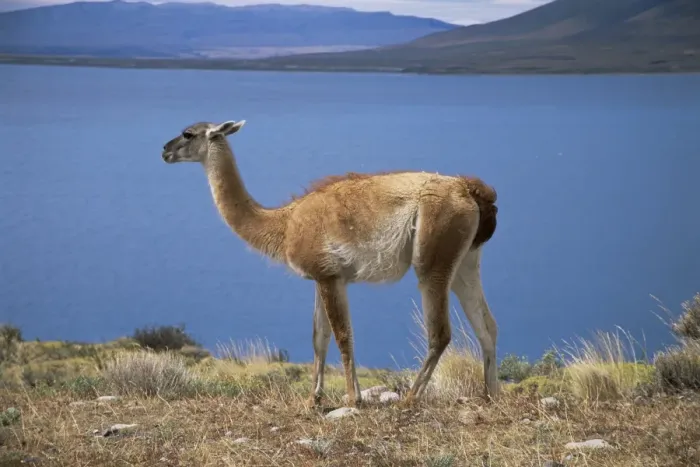 Framed Print : Guanaco (llama), Lago Sarmiento, Patagonia, Chile, South America Framed Print : Guanaco (llama), Lago Sarmiento, Patagonia, Chile, South America