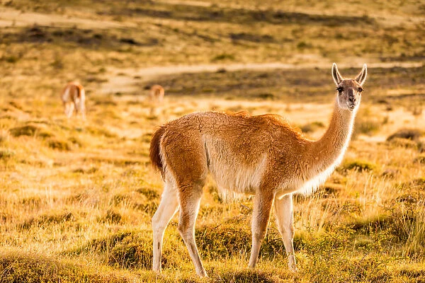 Guanaco posing in the wild of Torres del Paine National Park, Patagonia, Chile, South