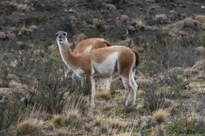 Framed Print : Guanacos, Torres del Paine National Park, Patagonia, Chile, South America