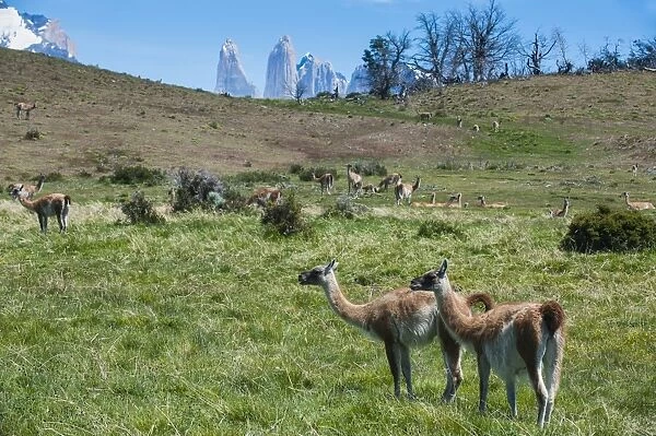 Guanakos (Lama Guanicoe), Torres del Paine National Park, Patagonia, Chile, South America