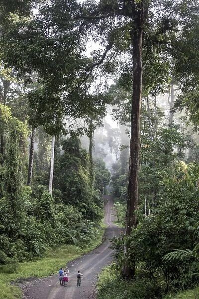 A guide accompanies tourists on an early morning hike in Danum Valley, Sabah, Malaysian Borneo, Malaysia, Southeast Asia, Asia