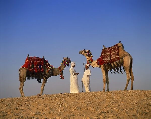 Two guides with camels, Giza, Cairo, Egypt, North Africa, Africa