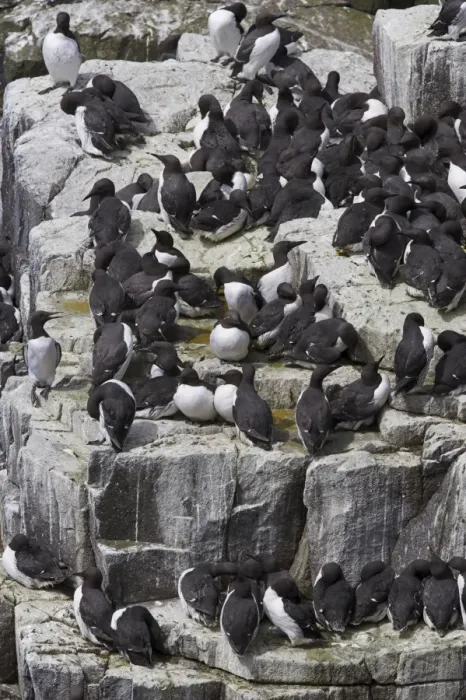 Framed Print : Guillemot breeding colony Framed Print : Guillemot breeding colony