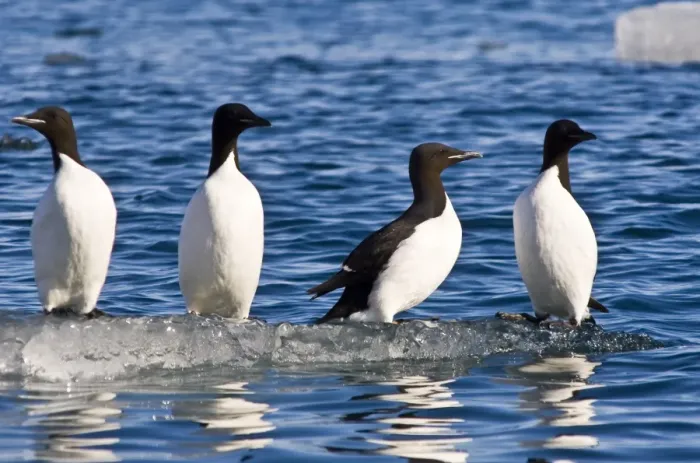 Framed Print : Guillemots on ice in Lomfjorden Svalbard Archipelago, Norway, Scandinavia, Europe Framed Print : Guillemots on ice in Lomfjorden Svalbard Archipelago, Norway, Scandinavia, Europe