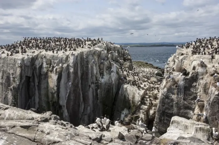 Framed Print : Guillemots, kittiwakes and shags on the cliffs of Staple Island, Farne Islands, Northumberland, England, United Kingdom, Europe Framed Print : Guillemots, kittiwakes and shags on the cliffs of Staple Island, Farne Islands, Northumberland, England, United Kingdom, Europe