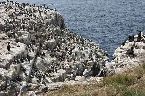 Guillemots, kittiwakes, shags and a puffin on the cliffs of Inner Farne, Farne Islands, Northumberland, England, United Kingdom, Europe