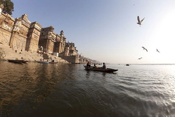 Gull flying over Ganga River in Varanasi, Uttar Pradesh, India, Asia