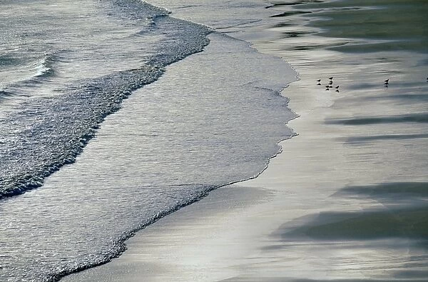 Gulls on beach