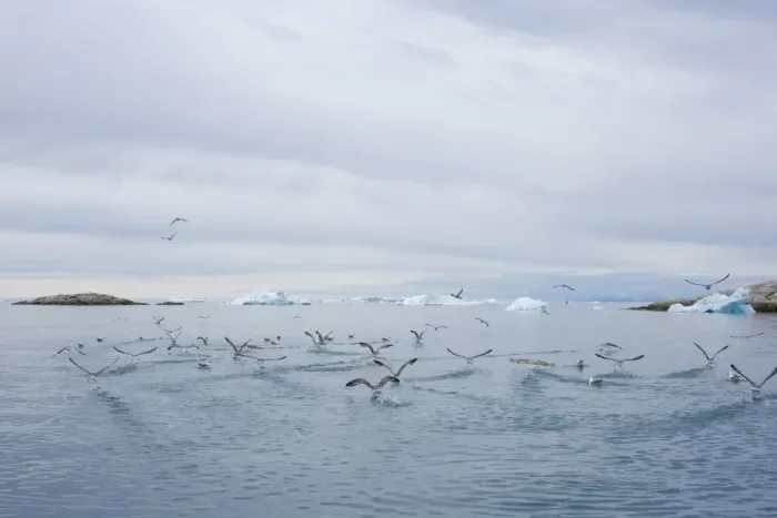 Framed Print : Gulls flying over the bay, Disco Bay, Illussiat, Greenland, Polar Regions Framed Print : Gulls flying over the bay, Disco Bay, Illussiat, Greenland, Polar Regions