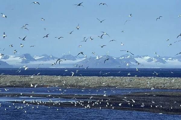 Gulls inhabit the rocky shallows near Longyearbyen airport, Svalbard, Arctic