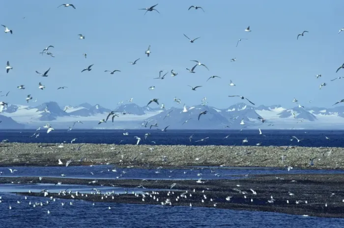 Framed Print : Gulls inhabit the rocky shallows near Longyearbyen airport, Svalbard, Arctic