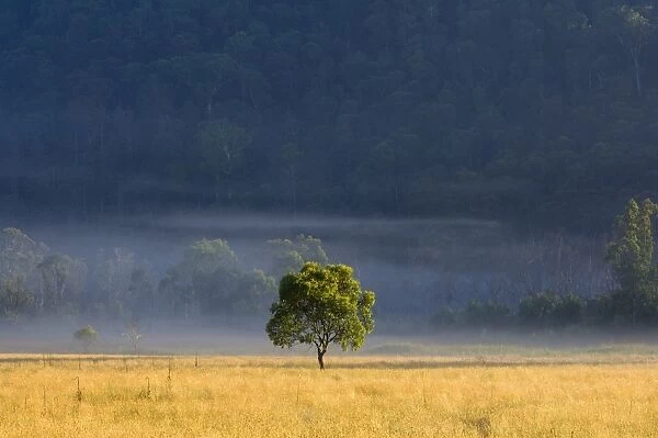 Gum tree, Kosciuszko National Park, New South Wales, Australia, Pacific