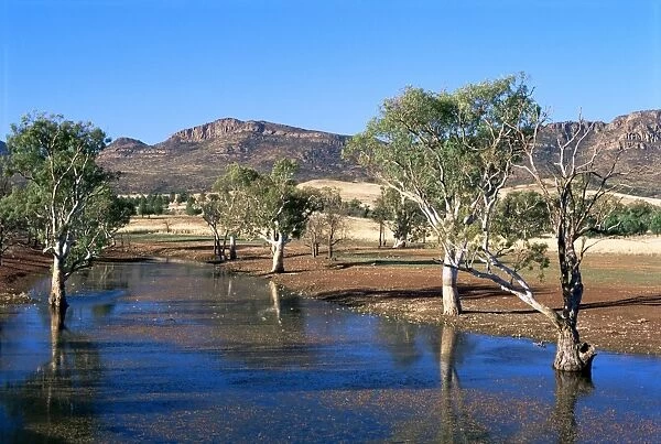 Gum trees in a billabong at Rawnsley, and southwest escarpment of Wilpena Pound