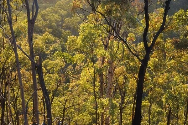 Gum trees, Carnarvon Gorge, Carnarvon National Park, Queensland, Australia, Pacific