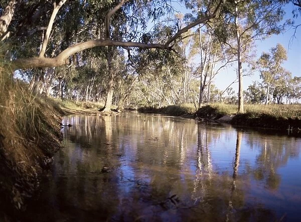 Gum trees beside Hann River, central Gibb River Road, Kimberley, Western Australia