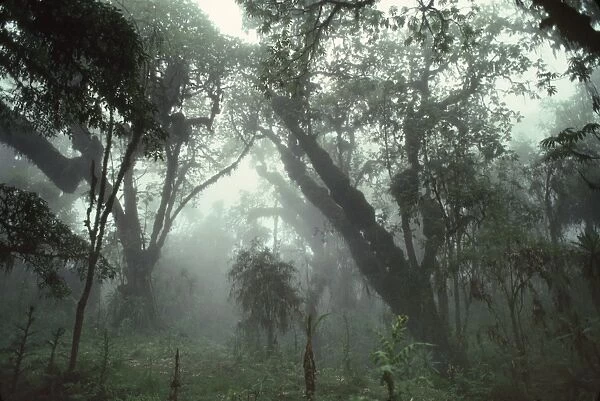 Hagenia (Hagenia abyssinica) Forest, Mountain Gorilla Habitat, Virunga Volcanoes