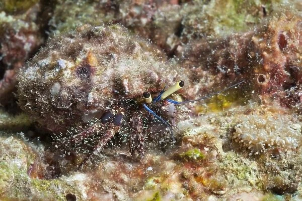 Hairy hermit crab (Aniculus elegans), Southern Thailand, Andaman Sea, Indian Ocean, Southeast Asia, Asia