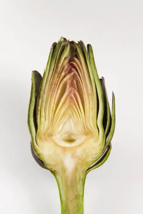 Framed Print : Half artichoke, Italy, Europe Framed Print : Half artichoke, Italy, Europe