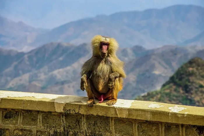 Framed Print : Hamadryas baboon (Papio hamadryas), along the road from Massawa to Asmara, Eritrea, Africa Framed Print : Hamadryas baboon (Papio hamadryas), along the road from Massawa to Asmara, Eritrea, Africa