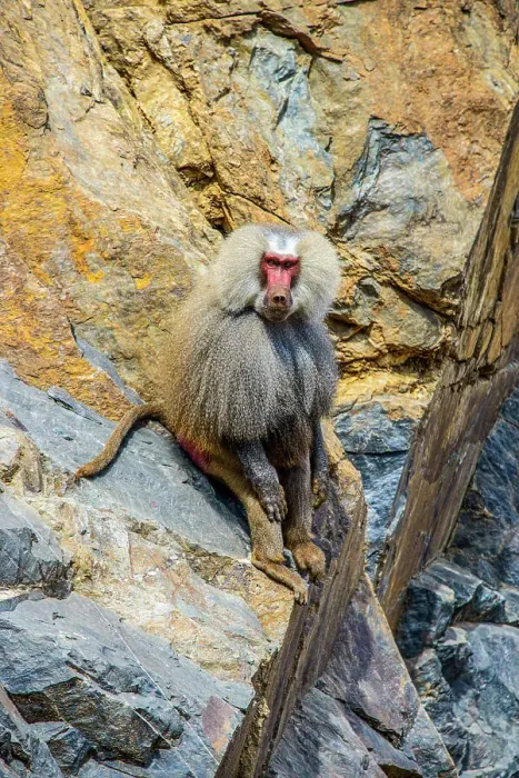 Framed Print : Hamadryas baboon (Papio hamadryas), along the road from Massawa to Asmara, Eritrea, Africa Framed Print : Hamadryas baboon (Papio hamadryas), along the road from Massawa to Asmara, Eritrea, Africa