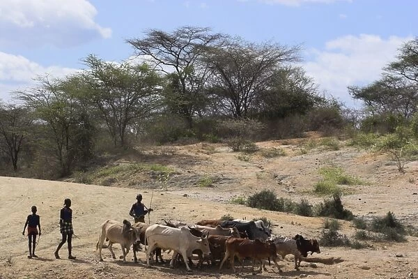 Hamer men with cattle, Turmi, Lower Omo valley, Ethiopia, Africa