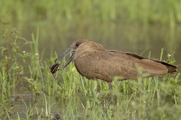 Hamerkop (Scopus umbretta) with a frog, Imfolozi Game Reserve, South Africa, Africa