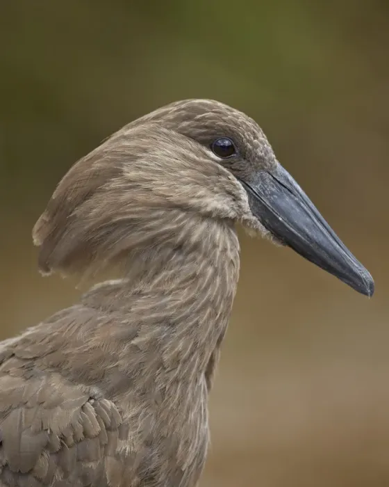 Framed Print : Hamerkop (Scopus umbretta), Hluhluwe Game Reserve, South Africa, Africa Framed Print : Hamerkop (Scopus umbretta), Hluhluwe Game Reserve, South Africa, Africa