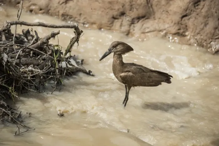 Framed Print : Hamerkop (Scopus umbretta), South Luangwa National Park, Zambia, Africa Framed Print : Hamerkop (Scopus umbretta), South Luangwa National Park, Zambia, Africa