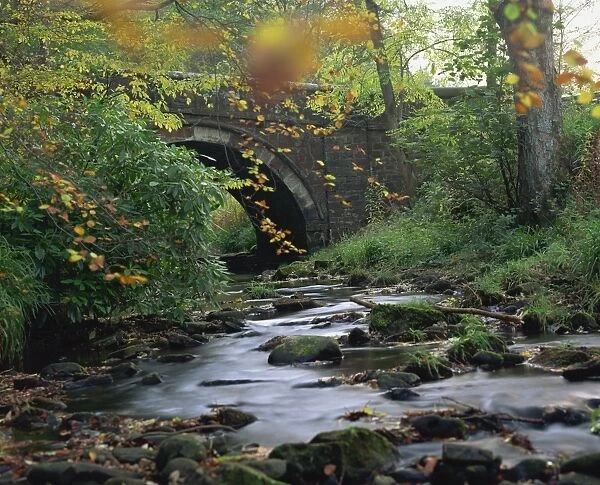Hamsterley Forest, County Durham, England, United Kingdom, Europe