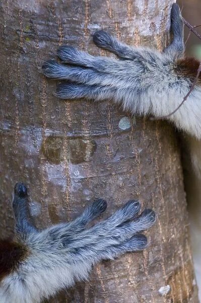 Hands of a Coquerels Sifaka (Propithecus coquereli), Ankarafantsika National Park