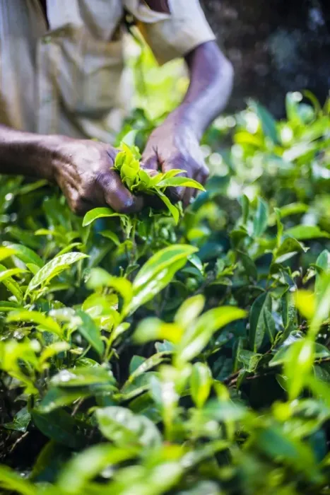 Framed Print : Hands of a tea picker picking tea in the Sri Lanka Central Highlands, Tea Country, Sri Lanka, Asia Framed Print : Hands of a tea picker picking tea in the Sri Lanka Central Highlands, Tea Country, Sri Lanka, Asia