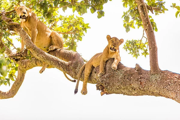 Hanging Lions in the Ishasha sector, Queen Elizabeth National Park, Uganda, East Africa