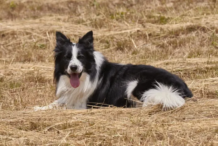Framed Print : Happy border collie in a straw field, Emilia Romagna, Italy, Europe Framed Print : Happy border collie in a straw field, Emilia Romagna, Italy, Europe