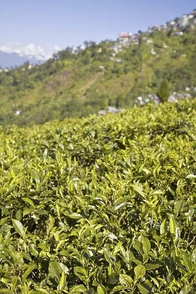 Happy Valley Tea Estate, Darjeeling, West Bengal, India, Asia