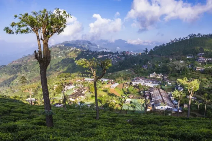 Framed Print : Haputale and a tea estate, Sri Lanka Hill Country, Nuwara Eliya District, Sri Lanka, Asia Framed Print : Haputale and a tea estate, Sri Lanka Hill Country, Nuwara Eliya District, Sri Lanka, Asia