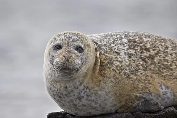 Harbor Seal (Common Seal) (Phoca vitulina), Iceland, Polar Regions