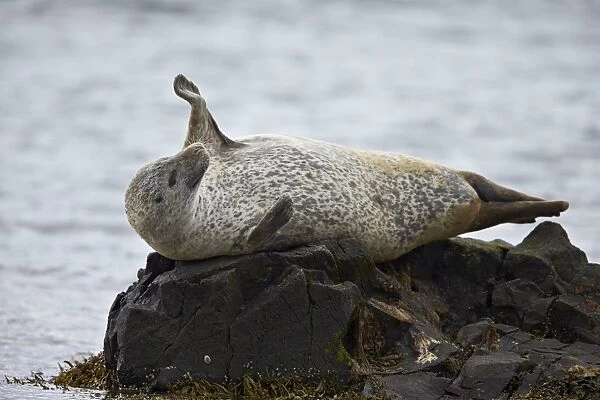 Harbor Seal (Common Seal) (Phoca vitulina) stretching, Iceland, Polar Regions