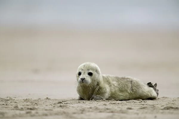 Harbor seal cub