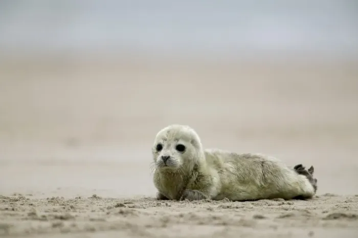 Framed Print : Harbor seal cub Framed Print : Harbor seal cub
