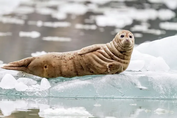 Framed Print : Harbor seal (Phoca vitulina) hauled out on ice calved from South Sawyer Glacier, Southeast Alaska, United States of America, North America Framed Print : Harbor seal (Phoca vitulina) hauled out on ice calved from South Sawyer Glacier, Southeast Alaska, United States of America, North America