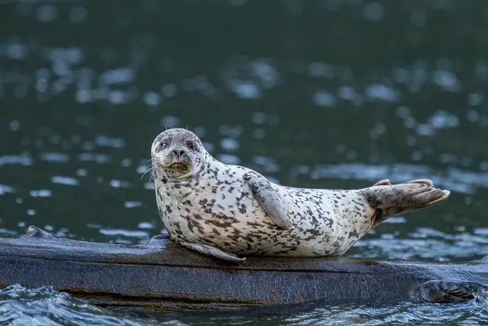 Framed Print : Harbor seal (Phoca vitulina) hauled out on submerged log in Misty Fjords National Monument, Southeast Alaska, United States of America Framed Print : Harbor seal (Phoca vitulina) hauled out on submerged log in Misty Fjords National Monument, Southeast Alaska, United States of America