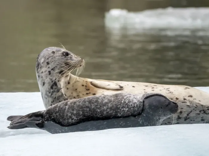 Framed Print : Harbor seal (Phoca vitulina), mother and pup on ice at South Sawyer Glacier, Tracy Arm Framed Print : Harbor seal (Phoca vitulina), mother and pup on ice at South Sawyer Glacier, Tracy Arm