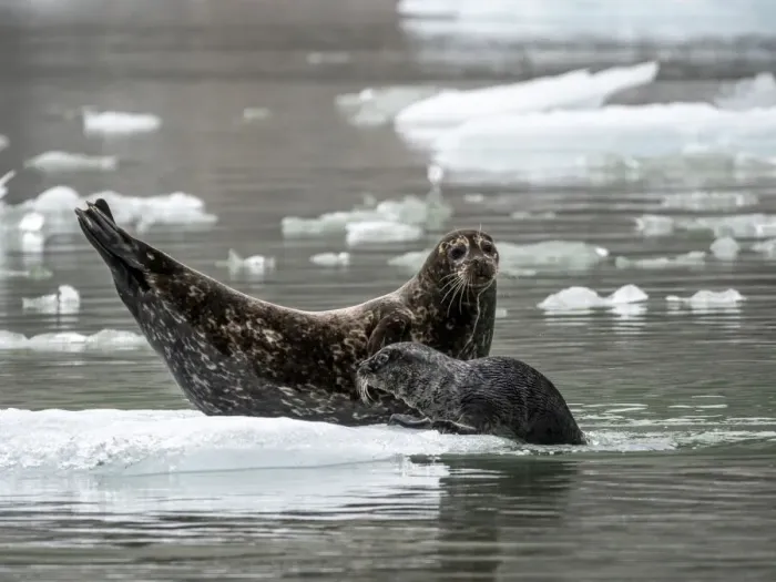 Framed Print : Harbor seal (Phoca vitulina), mother with pup at South Sawyer Glacier, Tracy Arm Framed Print : Harbor seal (Phoca vitulina), mother with pup at South Sawyer Glacier, Tracy Arm
