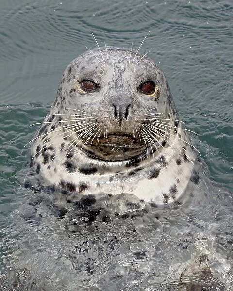 Harbor seal (Phoca vitulina), near Victoria, British Columbia, Canada, North America