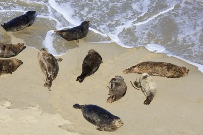 Framed Print : Harbor seals, La Jolla, San Diego, California, United States of America, North America