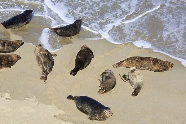 Harbor seals, La Jolla, San Diego, California, United States of America, North America