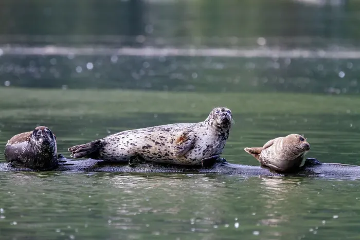 Framed Print : Harbor seals (Phoca vitulina) hauled out on a submerged log in Misty Fjord National Monument, Southeast Alaska, United States of America, North America Framed Print : Harbor seals (Phoca vitulina) hauled out on a submerged log in Misty Fjord National Monument, Southeast Alaska, United States of America, North America
