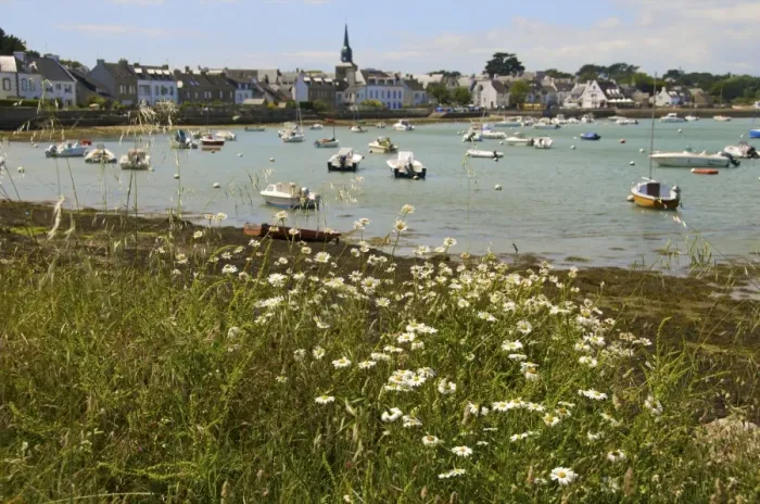 Framed Print : Harbour and church, panorama with daisies in the foreground, at Locmariaquer Framed Print : Harbour and church, panorama with daisies in the foreground, at Locmariaquer