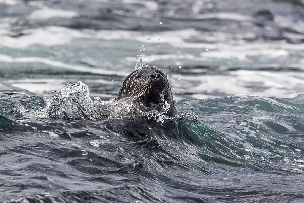 Harbour seal (common seal) (Phoca vitulina), Foula Island, Shetlands, Scotland, United Kingdom, Europe